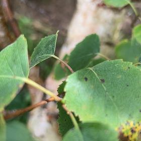 Photo of the plant species Brown Birch by @SecureMaleberry named Madonna on Greg, the plant care app