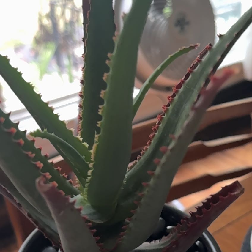 Photo of the plant species Aloe divaricata by @HappyCrossberry named ChloroPhil on Greg, the plant care app