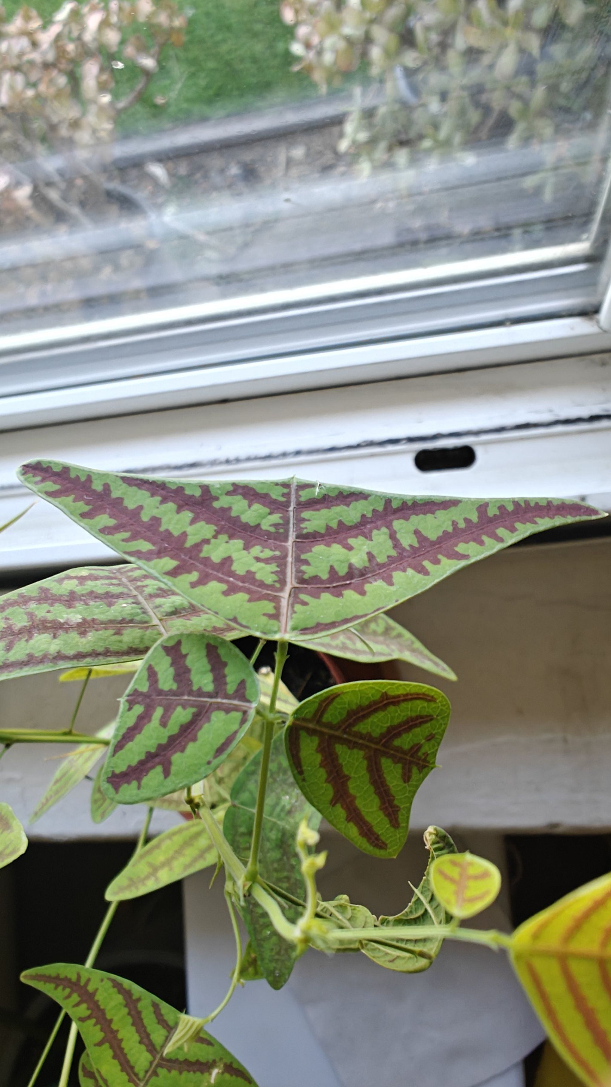 Photo of the plant species Swallowtail Plant by @UberVu named Swallows on Greg, the plant care app