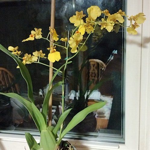 Photo of the plant species Dancing-Lady Orchid by @HolyDragontail named Lavender on Greg, the plant care app