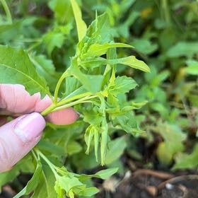Photo of the plant species Cutleaf Groundcherry by @GuruEarthalmond named Harry on Greg, the plant care app
