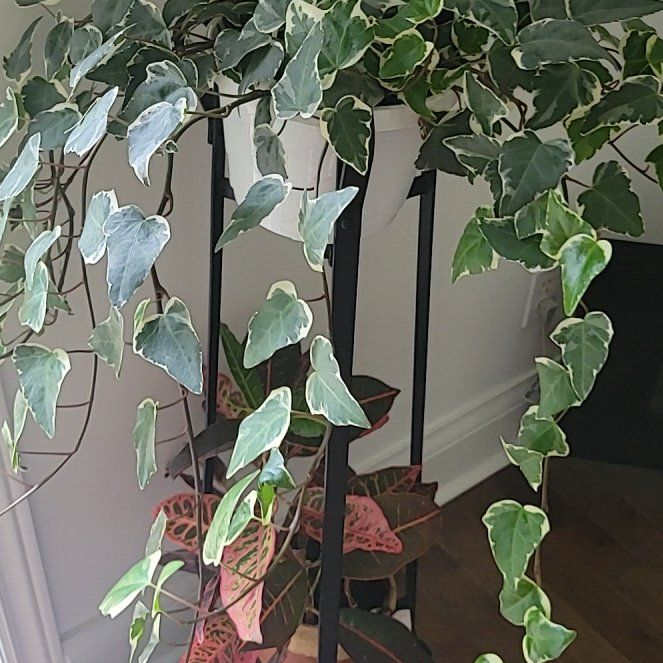 Photo of the plant species Variegated Rubber Ivy by @SageParataniwha named Treeyoncé on Greg, the plant care app