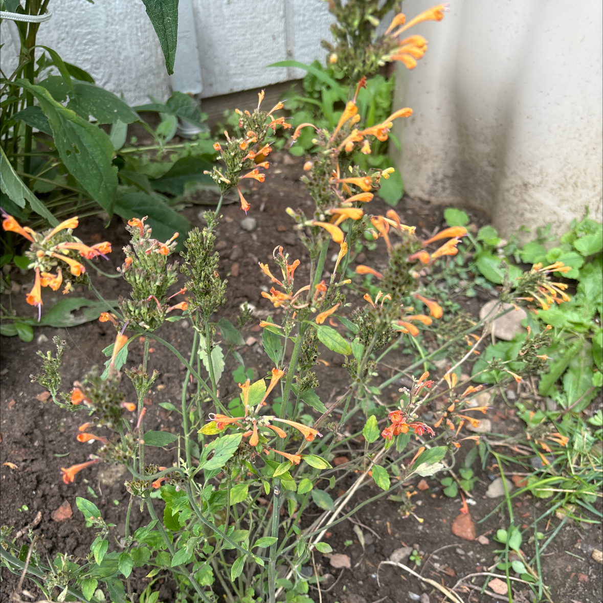 Photo of the plant species Hummingbird Mint by @StoutPinyonpine named Drake on Greg, the plant care app