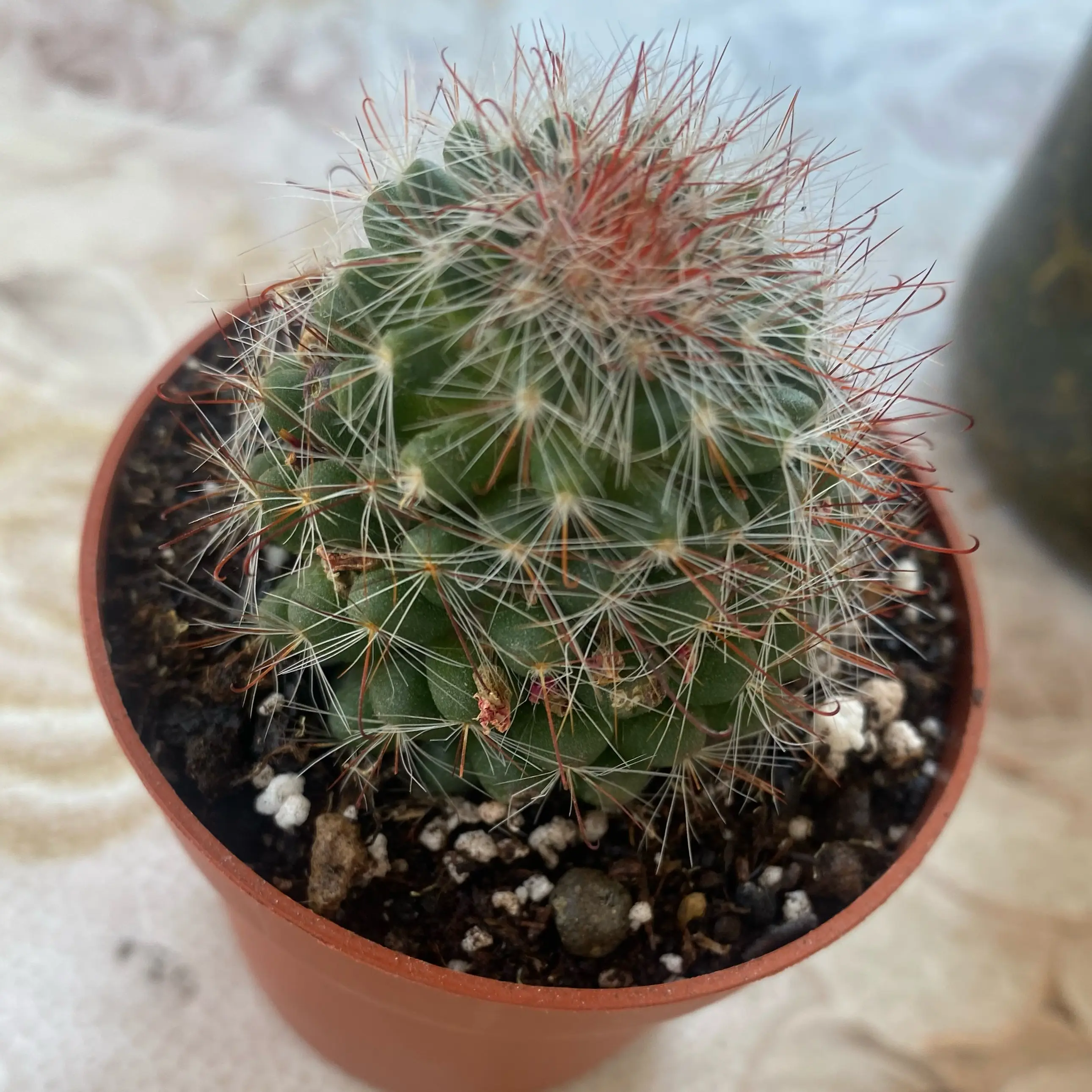 Photo of the plant species Powder Puff Cactus by @HeartyBalticivy named Oliver on Greg, the plant care app