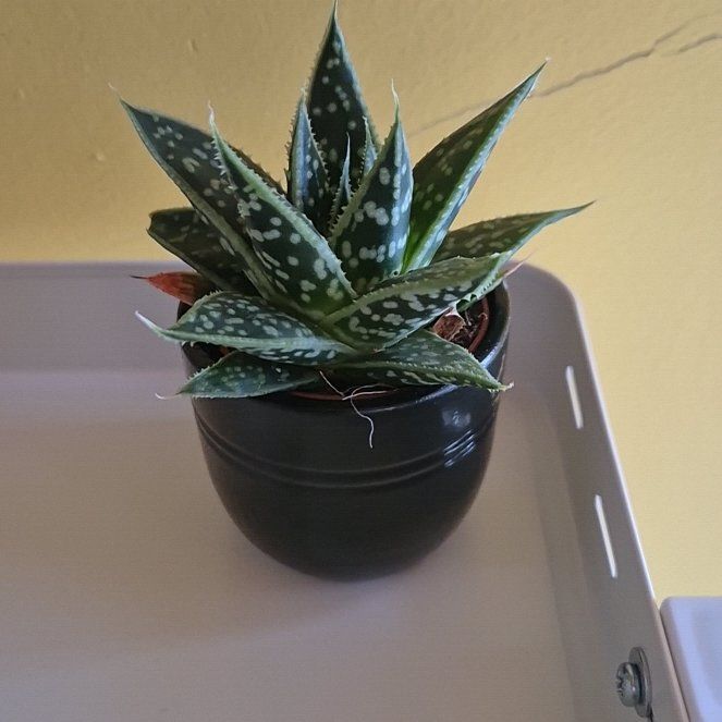 Photo of the plant species Aloe Gasteria Durban by @ManyBlackspruce named Achilles on Greg, the plant care app