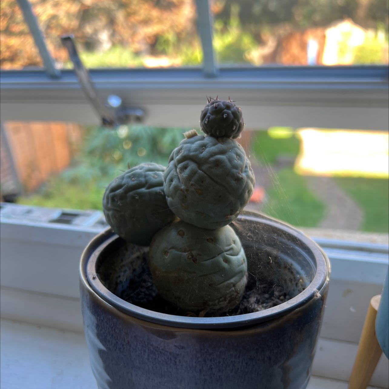 Peyote cactus in a pot on a windowsill, with green rounded segments.