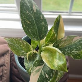 Photo of the plant species Philo Green Congo Nuclear by @MerryPurplesage named Kobe on Greg, the plant care app