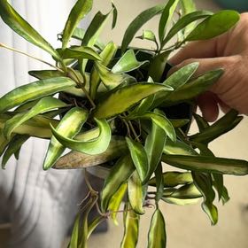 Photo of the plant species variegated hoya wayetii by @MerryPurplesage named Eva on Greg, the plant care app