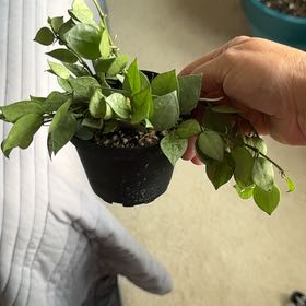 Photo of the plant species Super Silver Hoyaa Krohniana by @MerryPurplesage named Sir Plancelot on Greg, the plant care app
