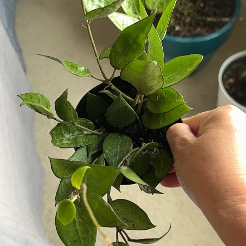 Photo of the plant species Hoya parasitica 'Black Margin' by @MerryPurplesage named Zion on Greg, the plant care app
