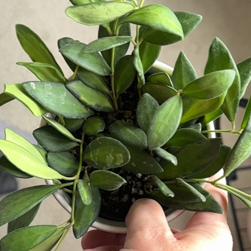 Photo of the plant species hoya burtoniae variegata by @MerryPurplesage named Kesha on Greg, the plant care app