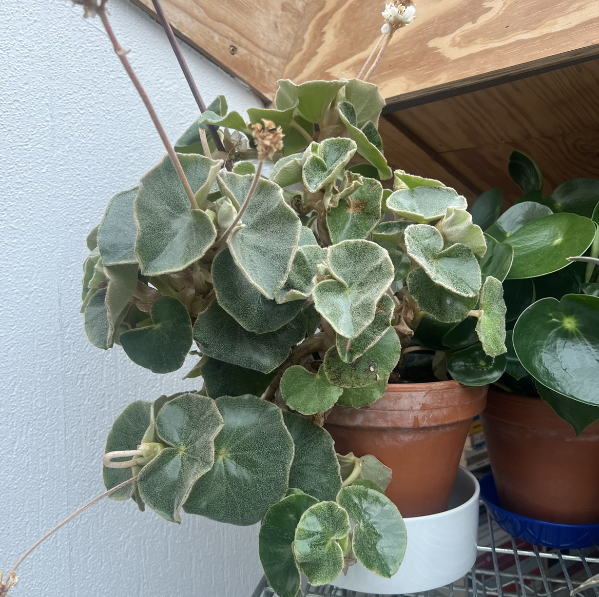 Photo of the plant species Begonia venosa by @viviele_go named Bieber on Greg, the plant care app