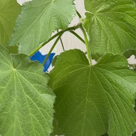 Photo of the plant species African-Hemp by @viviele_go named Aria on Greg, the plant care app