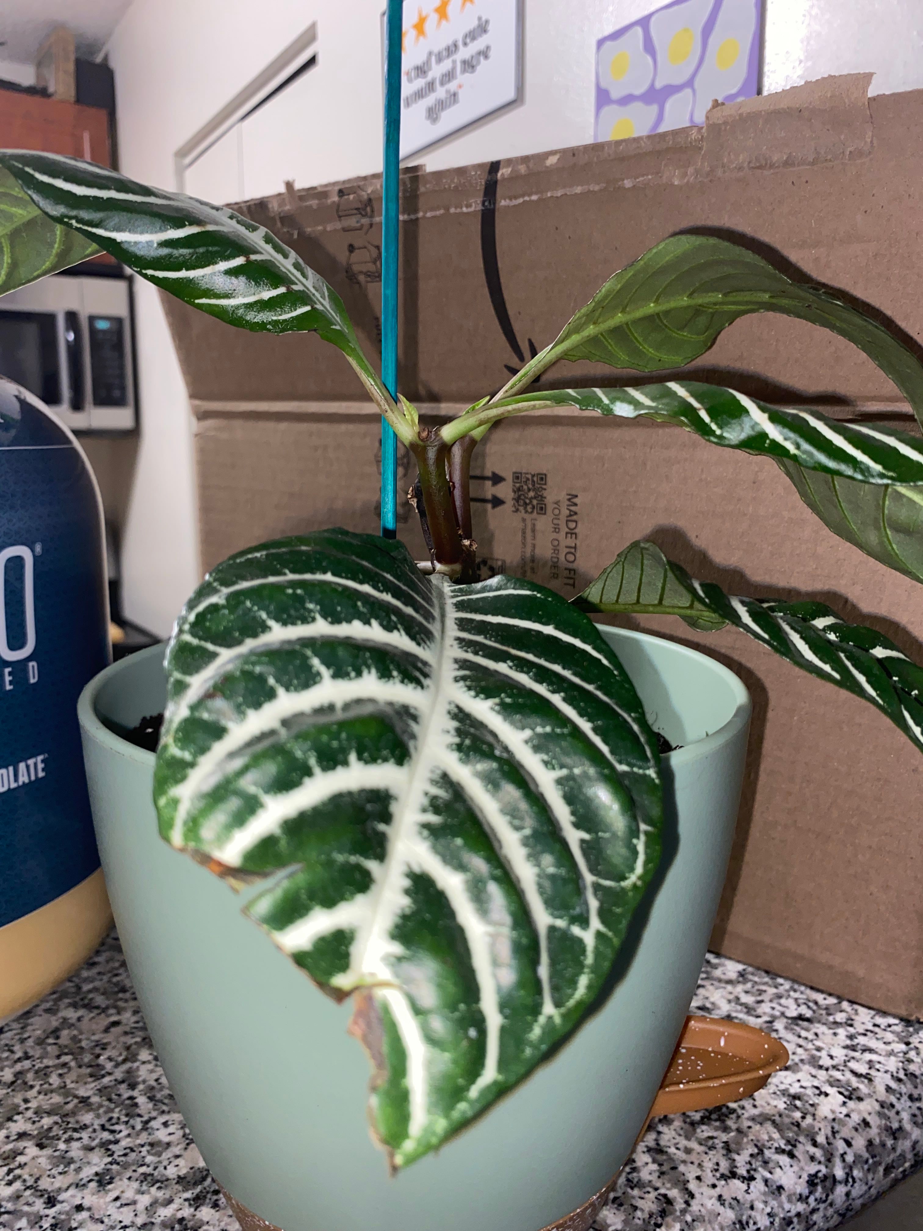 Rainbow Zebra Plant How Much Water & Light Does it Need to Thrive?