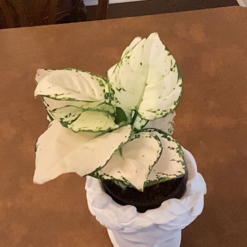 Photo of the plant species Aglaonema 'Beauty' by @AngelGreencoral named Anne on Greg, the plant care app