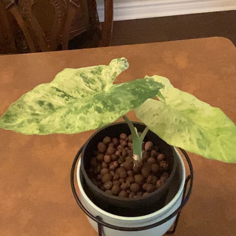 Photo of the plant species Alocasia macrorrhiza 'Camouflage' by @AngelGreencoral named Curie on Greg, the plant care app