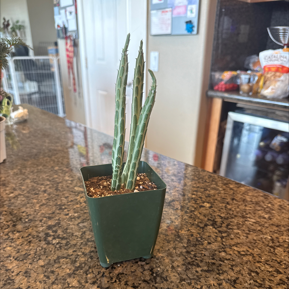 Photo of the plant species Pickle plant by @GreenHaven named Peter Parker on Greg, the plant care app