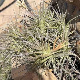 Photo of the plant species Aeranthos Air Plant by @GreenHaven named Darwin on Greg, the plant care app