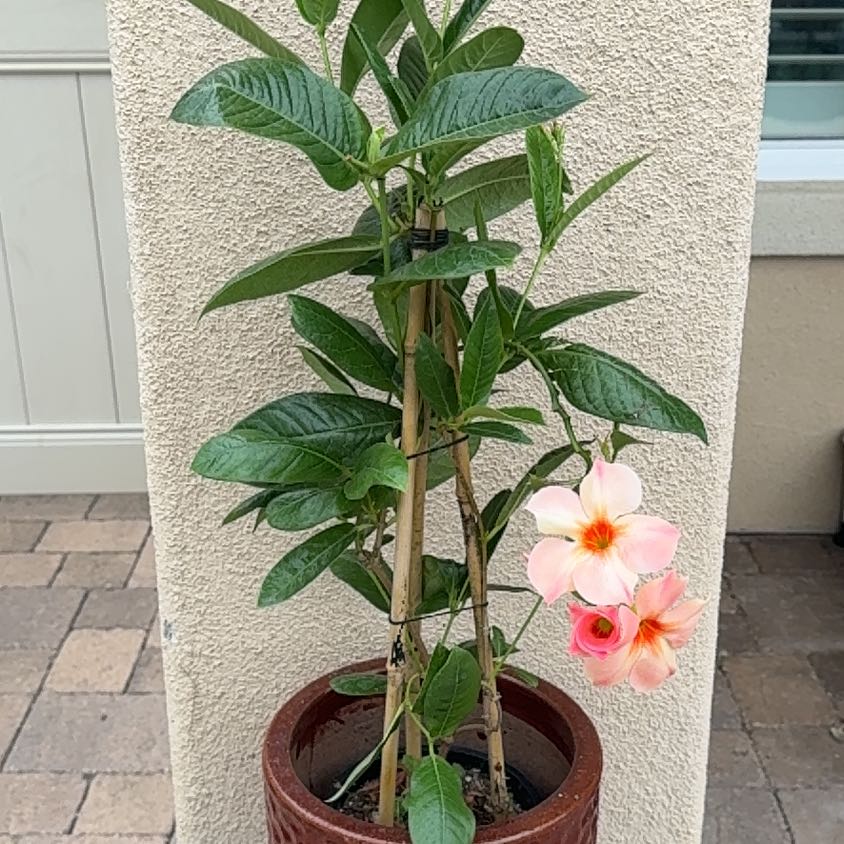 Photo of the plant species Sun Parasol Mandevilla by @GreenHaven named Tupot amaroot on Greg, the plant care app