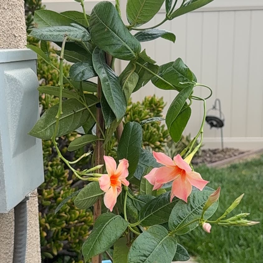 Photo of the plant species Sun Parasol Mandevilla by @GreenHaven named Nithin on Greg, the plant care app