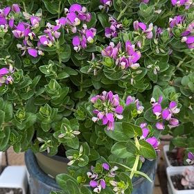 Photo of the plant species Myrtle-Leaf Milkwort by @GreenHaven named Kesha on Greg, the plant care app