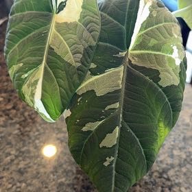 Photo of the plant species Alocasia 'Maharani' Albo by @GreenHaven named Mando on Greg, the plant care app