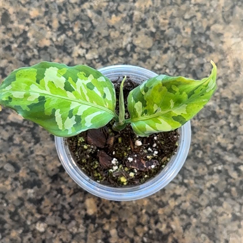 Photo of the plant species Aglaonema 'Tricolor' by @GreenHaven named Gaga on Greg, the plant care app