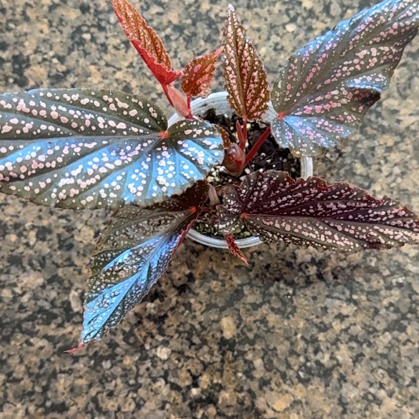 Photo of the plant species Begonia maculata 'Pink Spot' by @GreenHaven named Plato on Greg, the plant care app