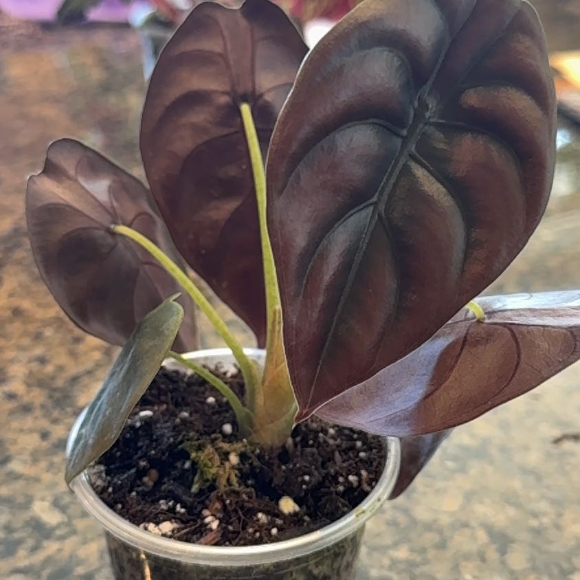 Photo of the plant species Red Secret by @GreenHaven named Mollie on Greg, the plant care app