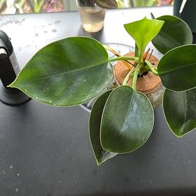 Photo of the plant species Congo Apple Philodendron by @BonusMeadowsage named Morgan Treeman on Greg, the plant care app