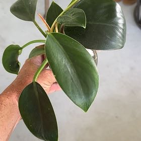 Photo of the plant species Green Diamond by @BonusMeadowsage named Sproutacus on Greg, the plant care app