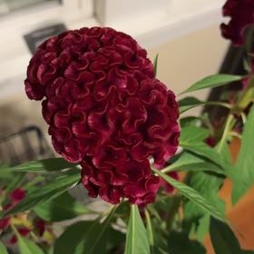 Photo of the plant species Celosia Twisted Yellow by @JollyTheprince named Mochi on Greg, the plant care app
