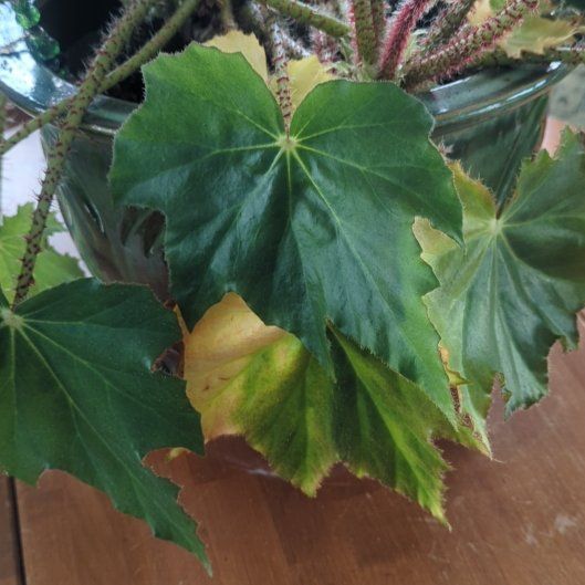 Photo of the plant species Immense Begonia by @SuaveBellpepper named Planty on Greg, the plant care app