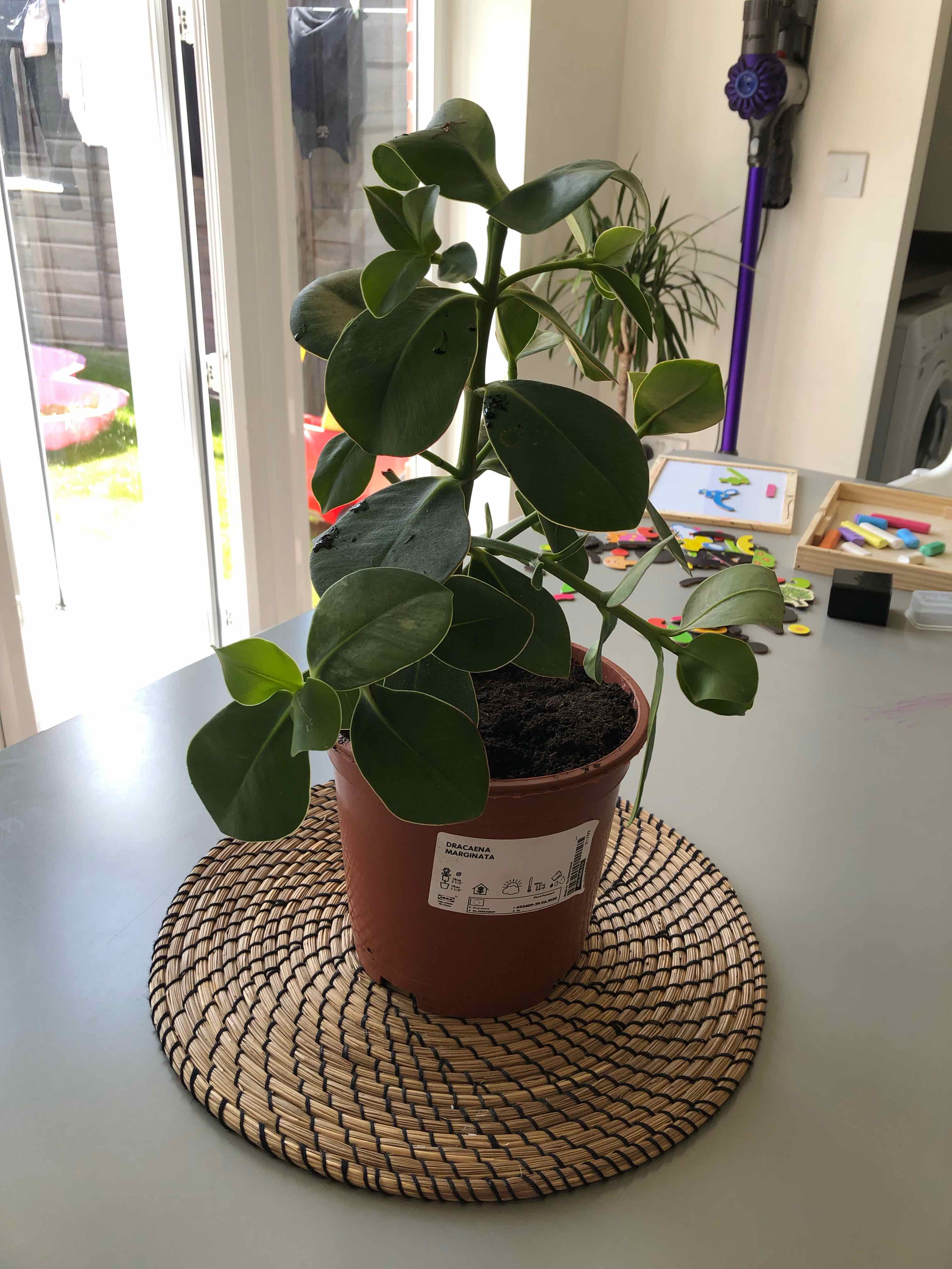 Potted Autograph Tree on a table with visible soil and healthy green leaves.