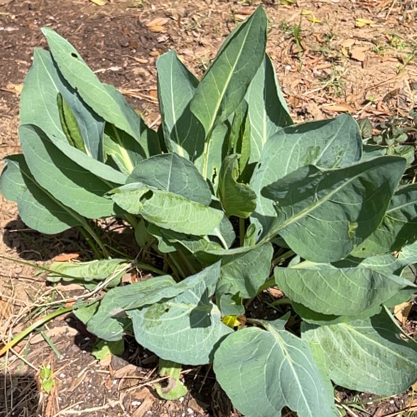 Photo of the plant species Yerba Mansa by @CleanLeekorchid named Emerson on Greg, the plant care app