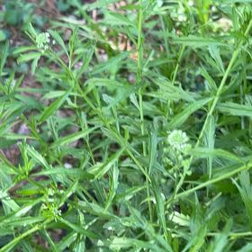 Photo of the plant species Poorman Pepperweed by @CleanLeekorchid named Fernie Saunders on Greg, the plant care app
