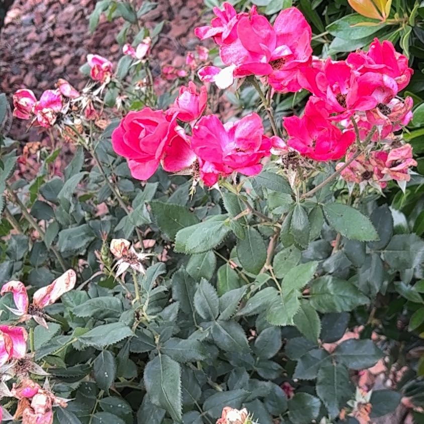 Photo of the plant species Satsuki by @PureGoldenpine named Diana on Greg, the plant care app