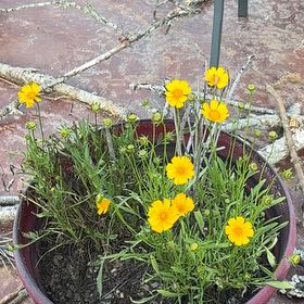 Photo of the plant species Lanceleaf Tickseed by @PureGoldenpine named Gregarious on Greg, the plant care app