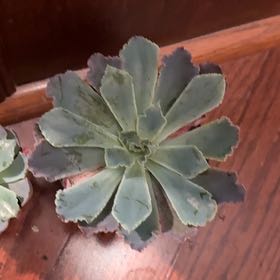 Photo of the plant species Succulent by @PureGoldenpine named Spike Leaves on Greg, the plant care app