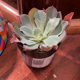 Photo of the plant species Echeveria 'Neon Breakers' by @PureGoldenpine named Willow on Greg, the plant care app
