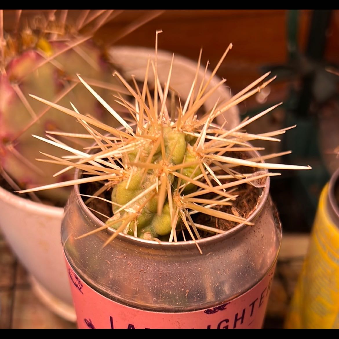 Photo of the plant species Straw-Top Cholla by @LovingAmbrosina named da Vinci - office on Greg, the plant care app