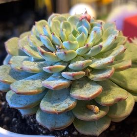 Photo of the plant species Echeveria Pinwheel by @LovingAmbrosina named Terra - kitchen on Greg, the plant care app