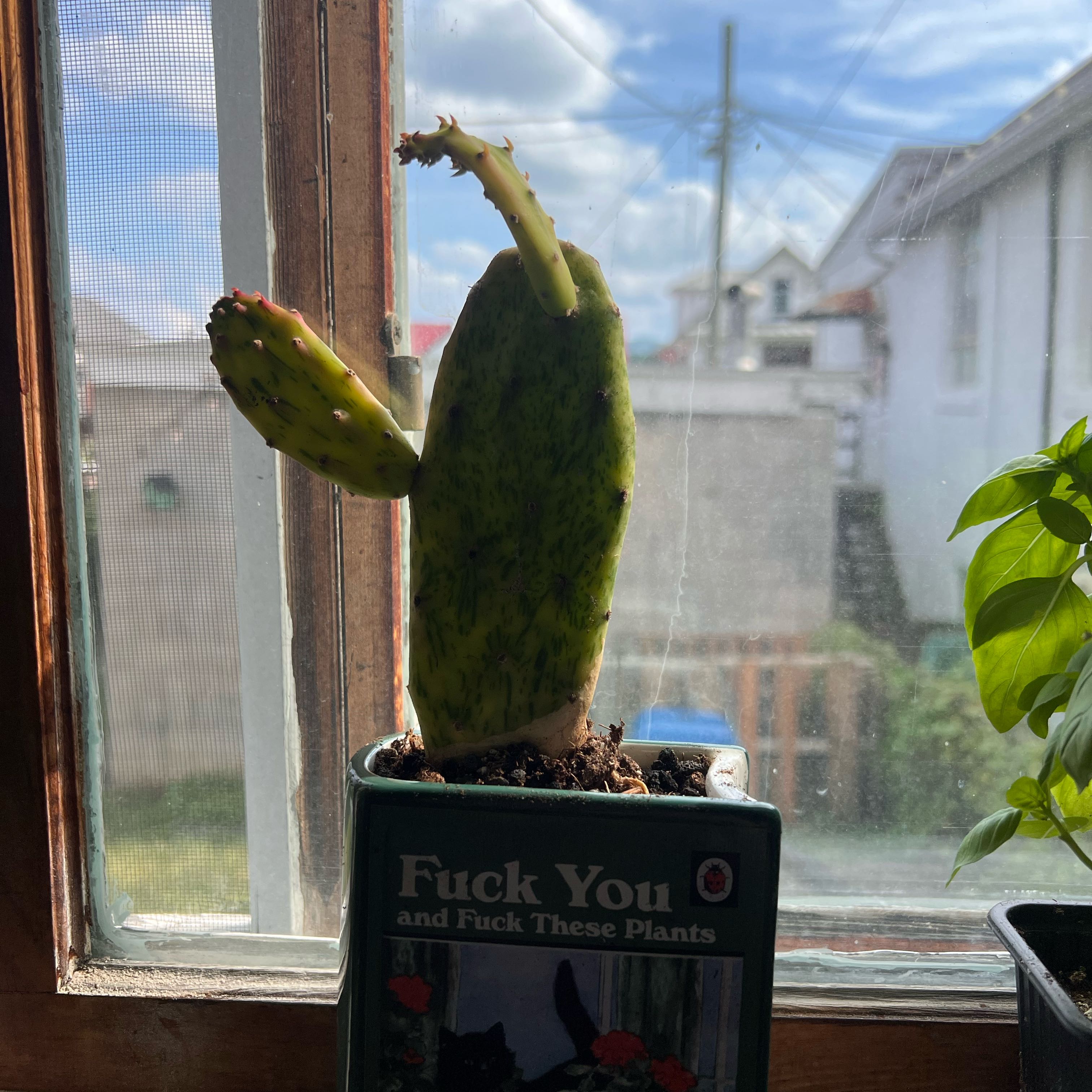 Photo of the plant species Sunburst Prickly Pear by @LovingAmbrosina named Gomez on Greg, the plant care app