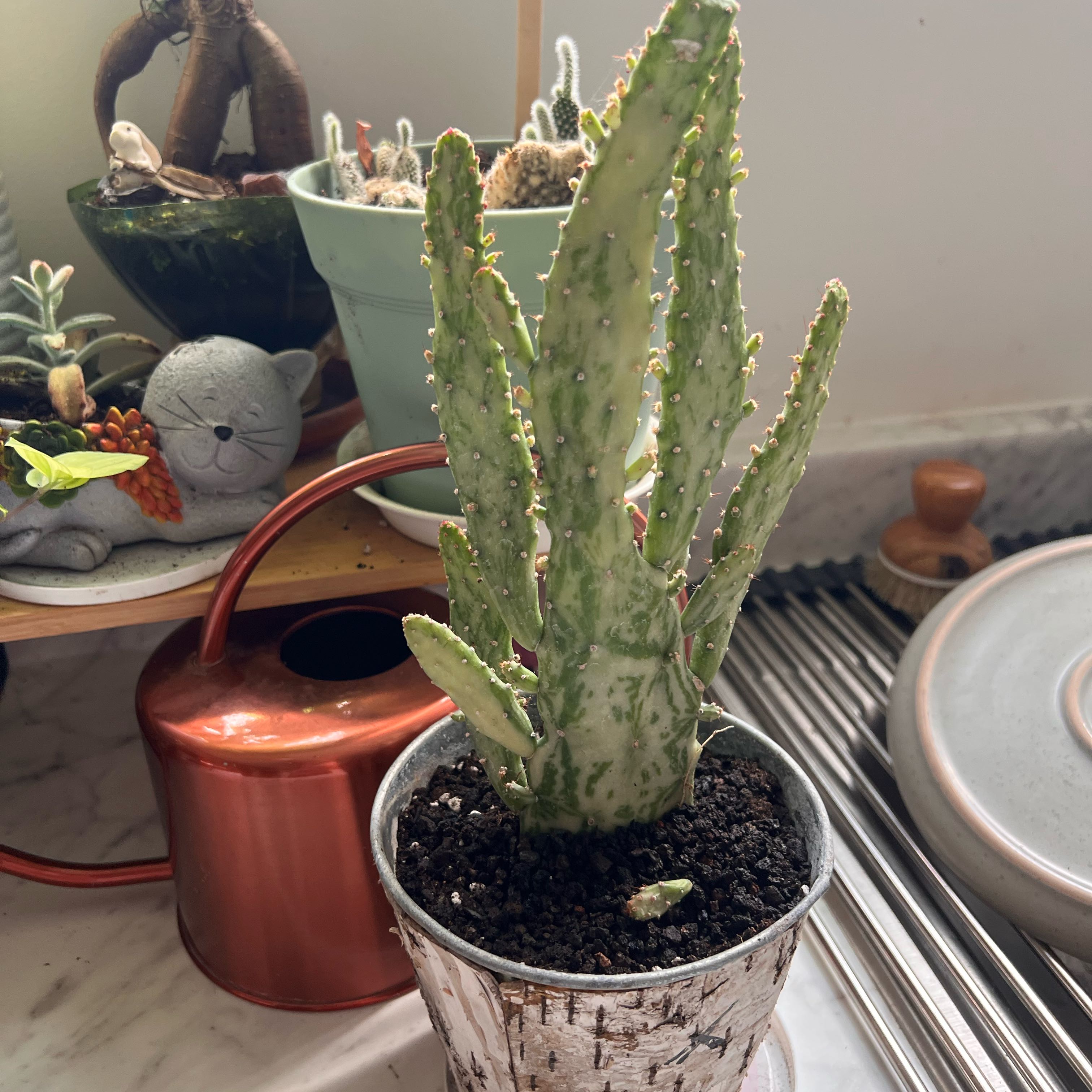 Photo of the plant species Variegated Joseph's Coat by @LovingAmbrosina named Orwell on Greg, the plant care app