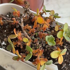 Photo of the plant species Sedum cauticola by @LovingAmbrosina named Messi on Greg, the plant care app