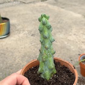 Photo of the plant species Boobie cactus by @LovingAmbrosina named Tiger on Greg, the plant care app