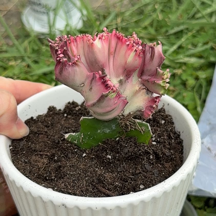 Photo of the plant species Crested Eulophia by @LovingAmbrosina named Sunny on Greg, the plant care app