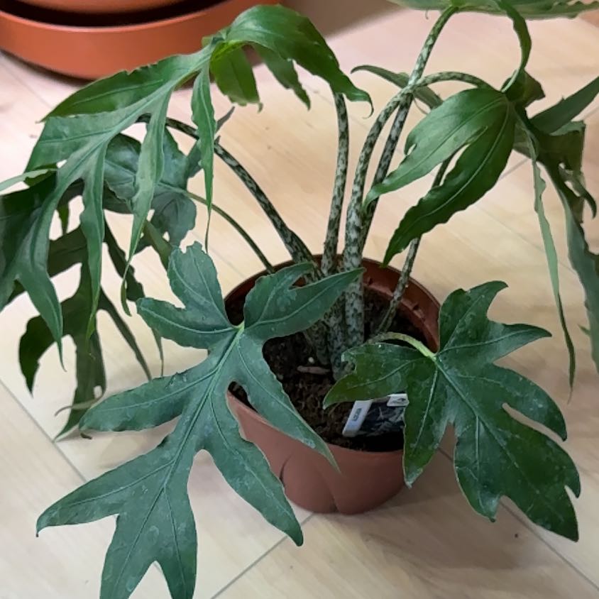 Photo of the plant species Alocasia brancifolia by @LovingAmbrosina named Marley on Greg, the plant care app