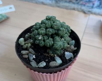 Photo of the plant species Ming Thing Cactus by @LovingAmbrosina named Ramone on Greg, the plant care app
