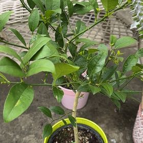 Photo of the plant species Key Lime Tree by @LovingAmbrosina named Free Palestine on Greg, the plant care app